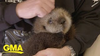 Two rescued baby sea otters find forever home at Georgia Aquarium l GMA Digital