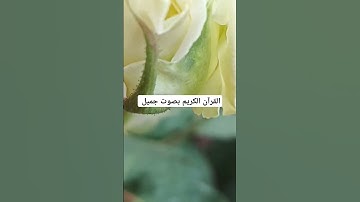 القرآن الكريم بصوت جميل #لايك #قرآن #الحياه #اكسبلور #قران_كريم #ناصر_القطامي #quran #ترند #تلاوات