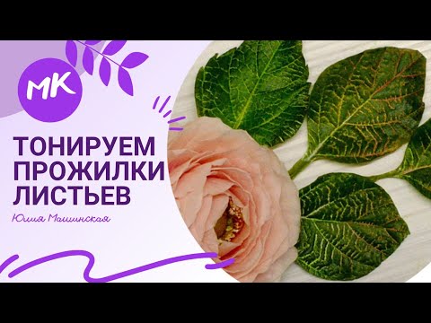 Video: Форсития жалбырагы көйгөйлөрү: сары жалбырактары бар форсития үчүн эмне кылуу керек