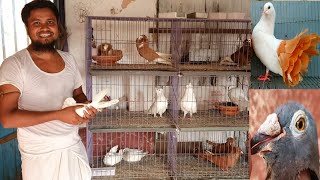 Narayanganj Indoor Pigeon Farming || Omor Faruk Vai Pigeon Farm In Indoor Place.