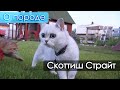 Скоттиш страйт - шотландская прямоухая кошка. О породе.