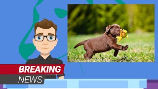 Breaking News! The Labrador Retriever is the Number 1 dog breed in the USA.