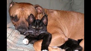 🐕 Кот и пес! Кто круче? 😺 Подборка смешного видео с котами и собаками для хорошего настроения! 😺