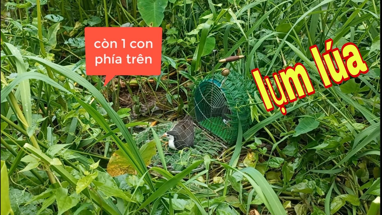 Gác Quốc Dưới Trụ Điện Cao Thế , Quốc Tới Đá Nhanh Như Tia Điện # SĂN BẮT ĐỒNG THÁP #