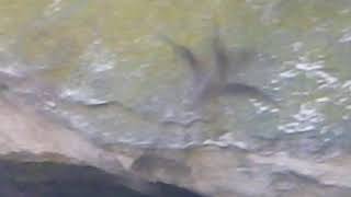 Stuart Bat Cave