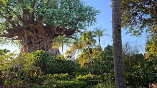 Im Back At Animal Kingdom to See the Baby Tiger 🐯 and Saying Goodbye to Original Attractions @MarcusQ