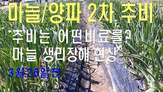 마늘양파추비 시기 생리장해현상 황산가리비료