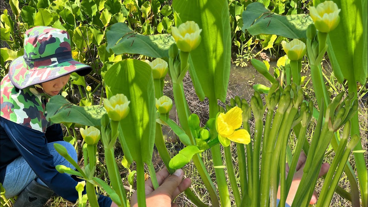 !!ดงผักคันจองหรือผักพาย!!เก็บดงเดียวเอาล้นตะกร้า19/ก.พ/2569