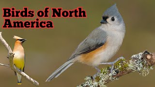 The 40 Most Common Small Birds of North America|#birds #nature #naturelovers #wildlife #animals by Birds World 1 view 6 days ago 17 minutes