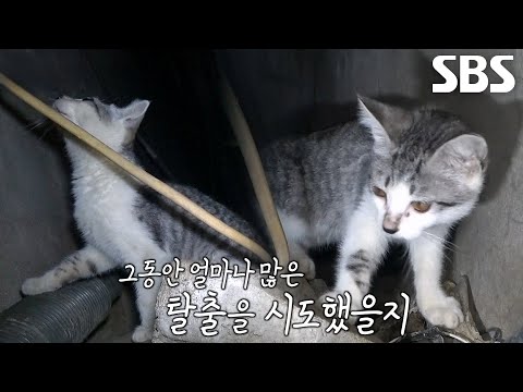 ‘<strong>4m</strong> 절벽‘ 아래 고립된 아기 고양이의 정체
