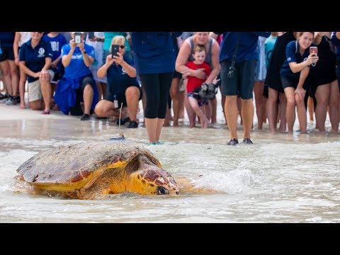 225-Pound Sea Turtle Goes Home – Kirby the Loggerhead