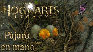 PÁJARO EN MANO [Hogwarts Legacy] Misión Secundaria | Kadac Games screenshot 1
