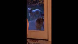 Window Licker