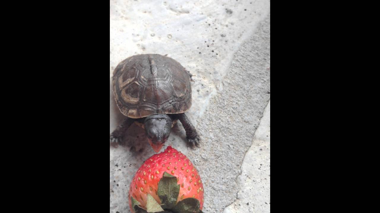 Baby box turtle eating strawberry YouTube