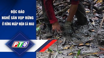 Độc đáo nghề săn vọp rừng ở rừng ngập mặn Cà Mau | PTQ