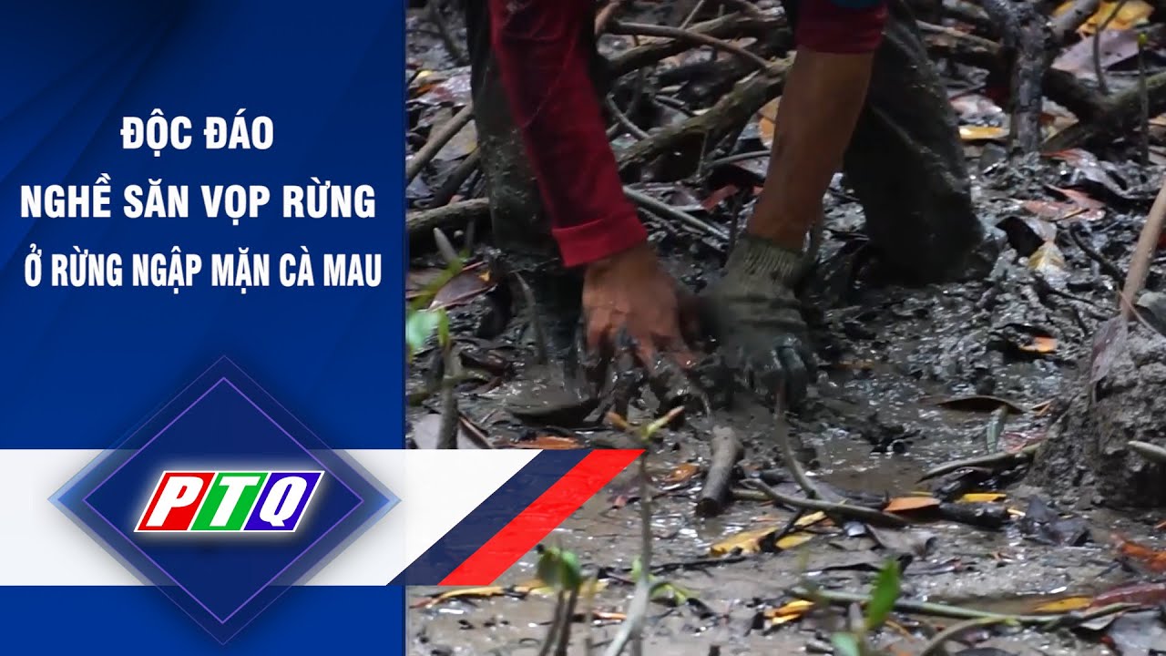 Độc đáo nghề săn vọp rừng ở rừng ngập mặn Cà Mau | PTQ - YouTube