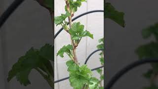 Red Currant Is Loaded With Buds
