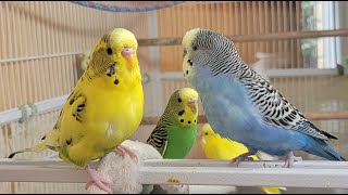 10 Hr If your budgies don’t chirp, playing this video will help lonely parakeet bird start to chirp.