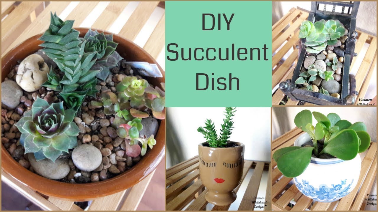plant haul How to Create a Succulent Dish (DIY Succulent Dish)