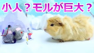 【ゆっくり解説】モルカーは小人世界か、モルモット巨大化世界か？