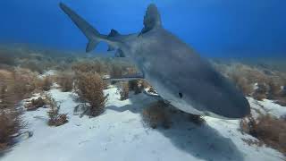 Bahamas Shark Dive with the SportDiver Ultra #sharkdiving