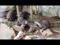 智光山公園こども動物園　コツメカワウソの赤ちゃん その２　 2017/9/3