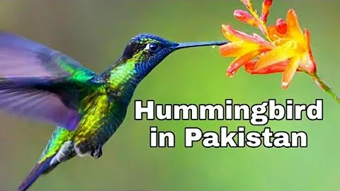 Hummingbird // birds lover// lovely bird humming