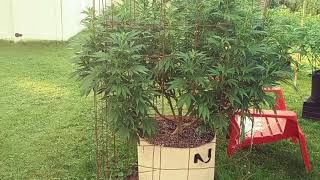 2021 outdoor Mass marijuanna grow. Dusk in the garden. The colas are coming hard!