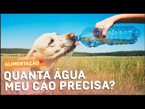 Vídeo: Quanta água O Cachorro Deve Beber?
