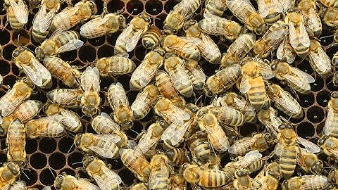 Beehives at Purdue Northwest