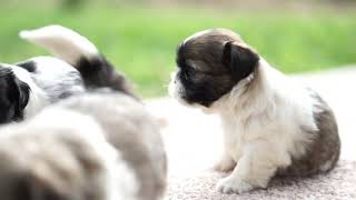 Petland Breeder Highlight  (2021)