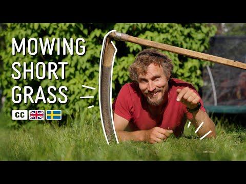 Video: What Is Orchardgrass - Lär dig om Orchardgrass odlingsförhållanden