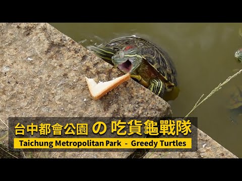 Greedy Turtles 吃貨龜戰隊！Taichung Metropolitan Park 台中都會公園的烏龜吃播／#Turtle#Taichung／台灣Taiwan Walking Tour