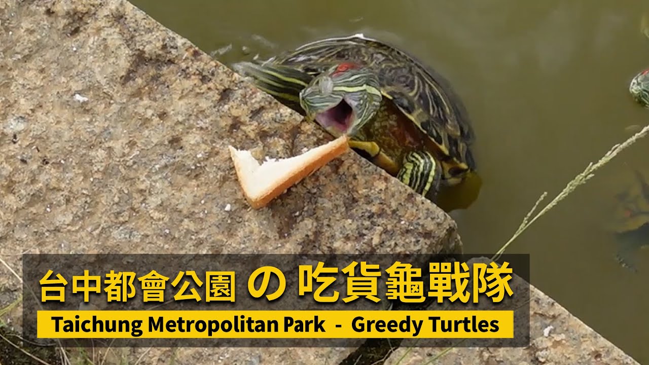 Greedy Turtles 吃貨龜戰隊！Taichung Metropolitan Park 台中都會公園的烏龜吃播／#Turtle# ...