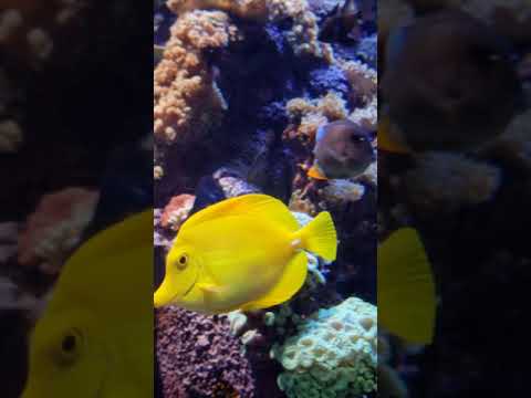 Colorful Underwater Creatures in The Lost Chambers Aquarium at Atlantis Palm Jumeirah Dubai #shorts