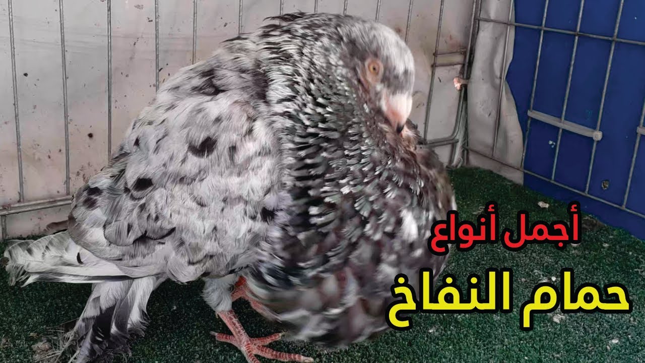 💪👀✅  أجمل أنواع حمام النفاخ