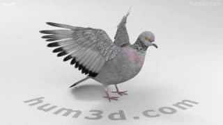 Rock Dove HD 3D model by Hum3D.com screenshot 2