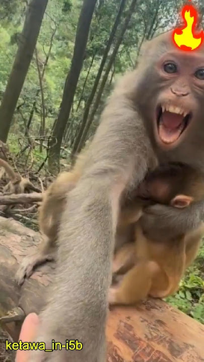 Mengapa Monyet Ini Tiba-Tiba Mengamuk? Ini Alasannya!