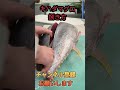 獲れたてマグロ捌き方#short #shorts #new #fish #japan #howto #おすすめ #簡単 #料理 #釣り #チャレンジ #楽しい #美味しい #ミッション