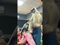 Monkey Crashes Census 2026 Training in Gujarat! #MonkeyInCensus2026 #GujaratMonkey #MonkeyChaos