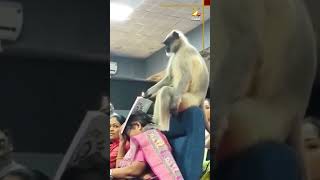 Monkey Crashes Census 2026 Training in Gujarat! #MonkeyInCensus2026 #GujaratMonkey #MonkeyChaos