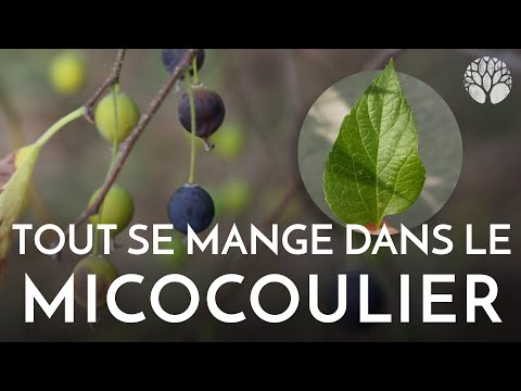 Micocoulier : l&rsquo;arbre où tout est bon à manger !