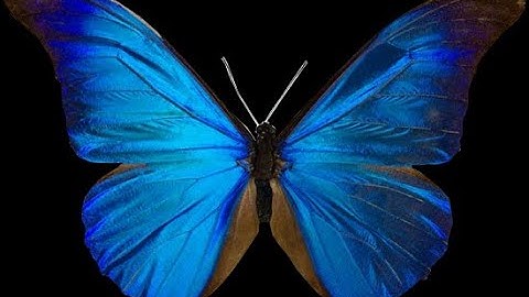 Thiết kế ảnh bướm động trong GIMP - Tin học 11 (Cánh Diều-GIMP).