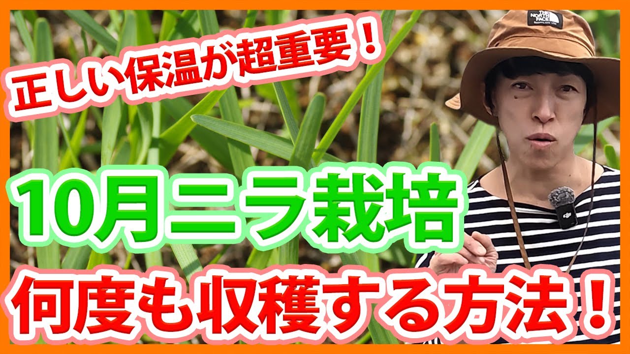 畑に切りワラどうですか 野菜の残渣を分解せよ！】畑にワラを伏せこみ！イチ早く土に変わる資材