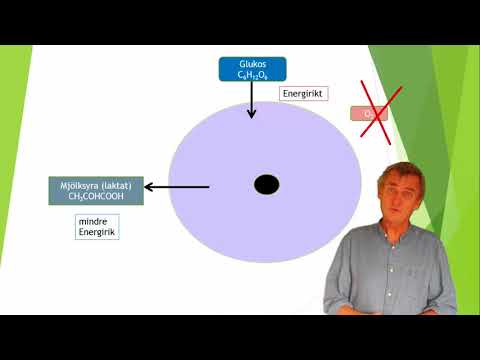 Video: Varför är ATP en viktig molekyl i ämnesomsättningen?