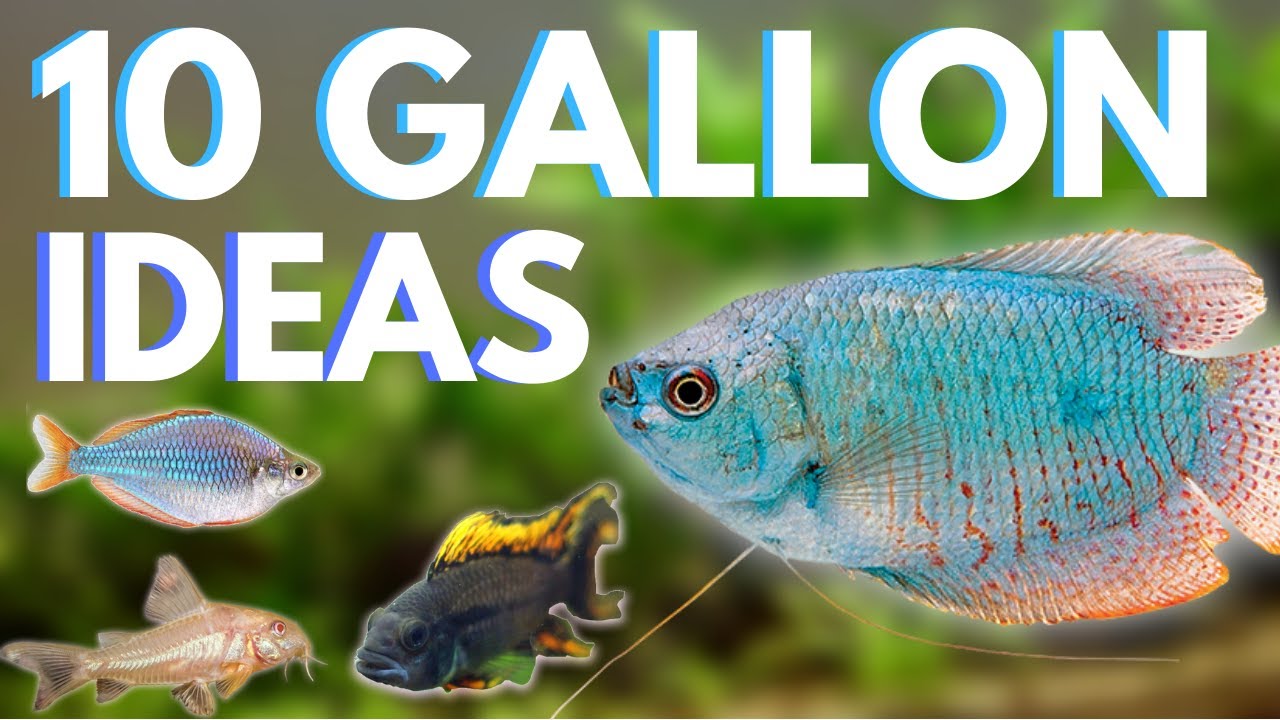 Top 10 Fish for a 10 Gallon Aquarium 