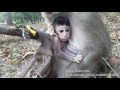 Life of monkeys Ep168, monkey eating jackfruit, baby monkey eating jackf...