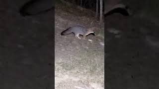F.O.T.D. #187 Wild gray fox eating