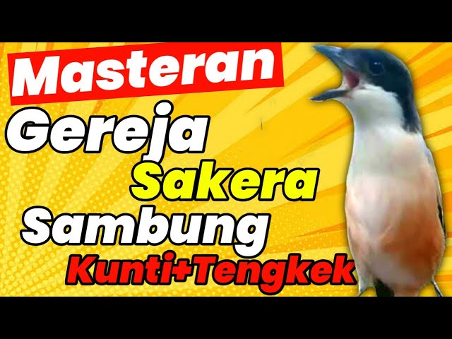 Masteran Gereja Sakera Sambung Tengkek Kuasaarr Bangeett class=