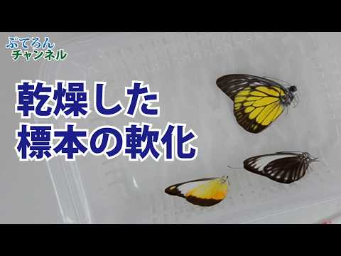 蝶の軟化方法。3つの軟化方法について解説
